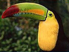 Belize's National Bird