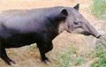 Belize's National Animal