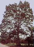 Belize's National Tree